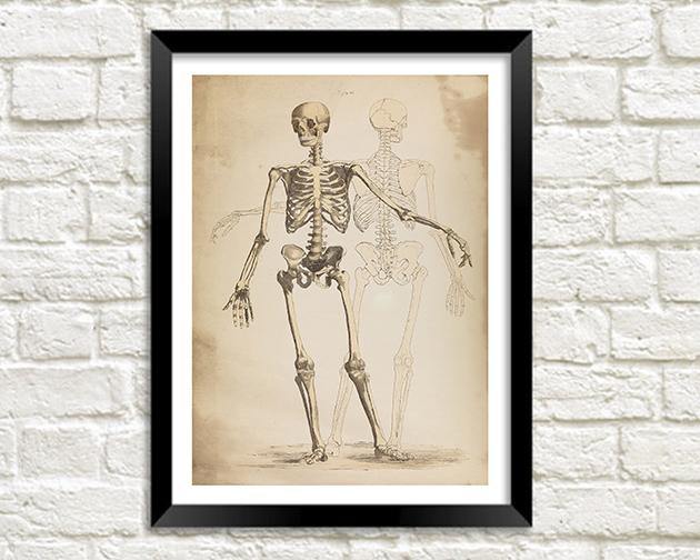 SKELETON PRINT: Vintage Anatomy Art Illustration - Pimlico Prints