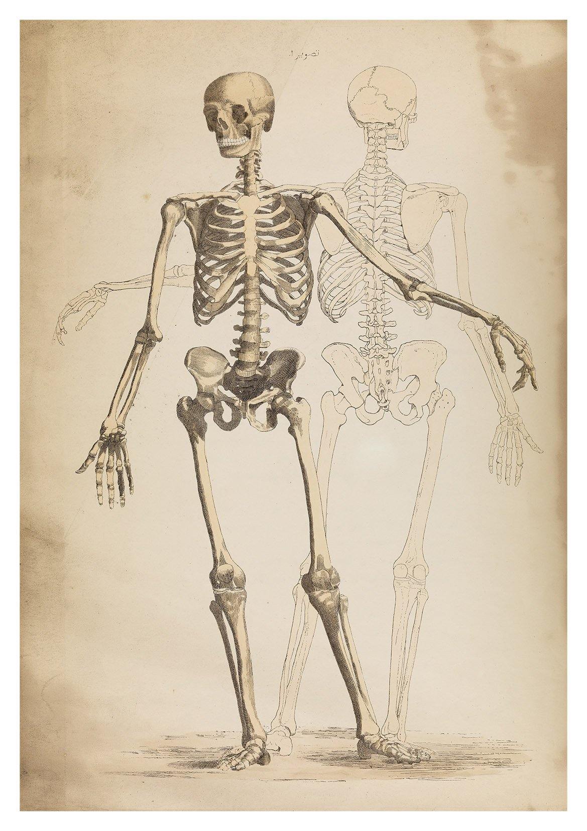 IMPRESSION SQUELETTE: Illustration d'Art Vintage Anatomie – Pimlico Prints