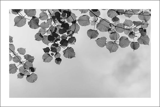 LEAVES AND SKY PRINT: Black and White Photo Art - Pimlico Prints