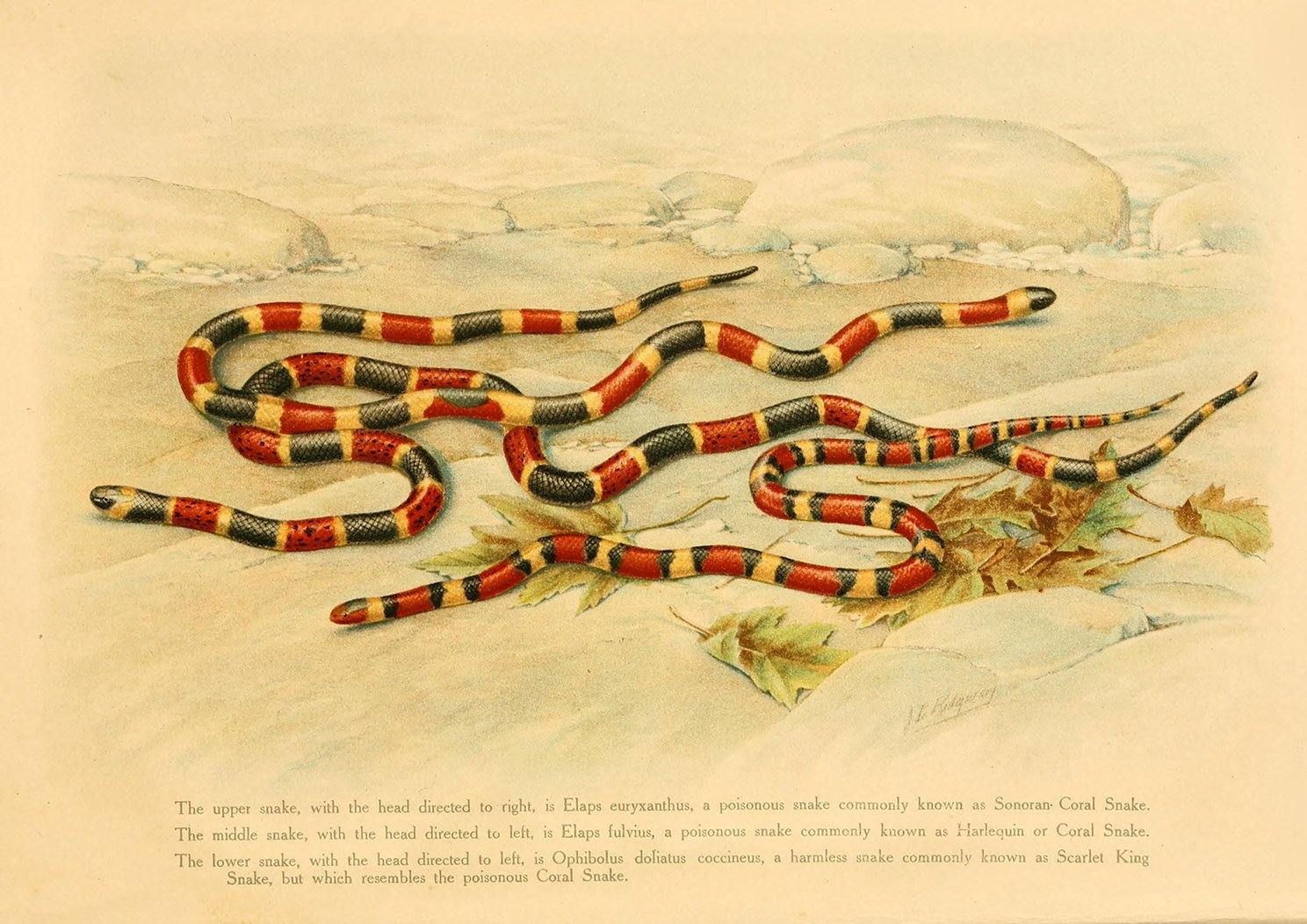 CORAL SNAKE PRINT: Vintage Reptile Art - Pimlico Prints