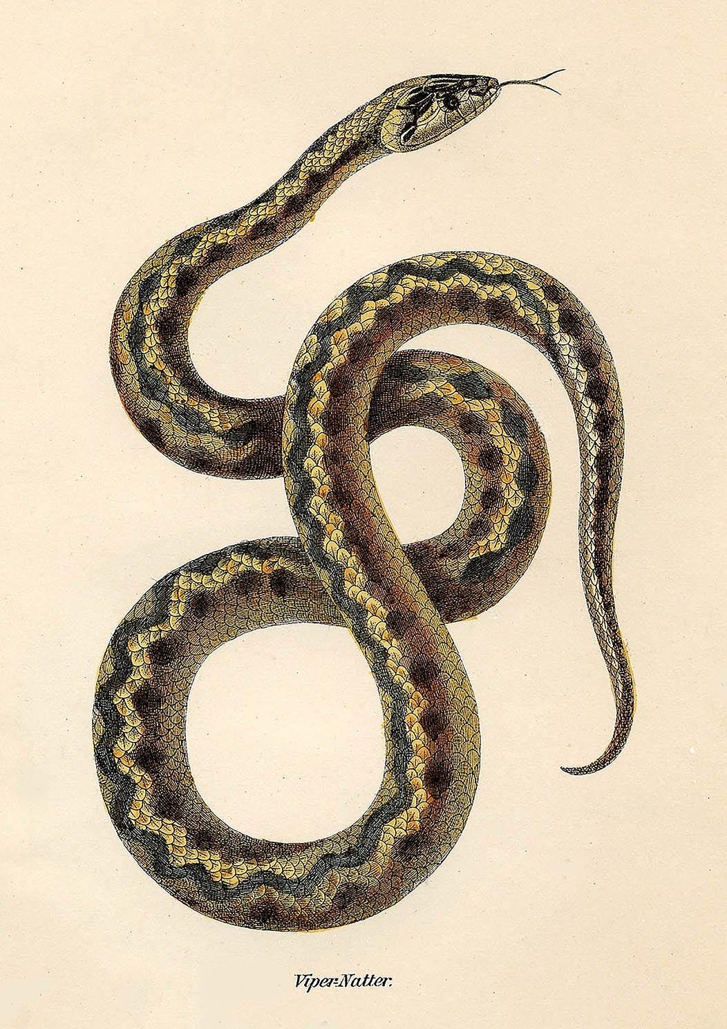 SNAKE PRINTS: Vintage Reptile Art Illustrations - Pimlico Prints