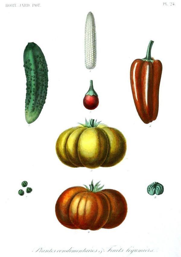 PUMPKIN SQUASH PRINT: Vintage Vegetable Art - Pimlico Prints