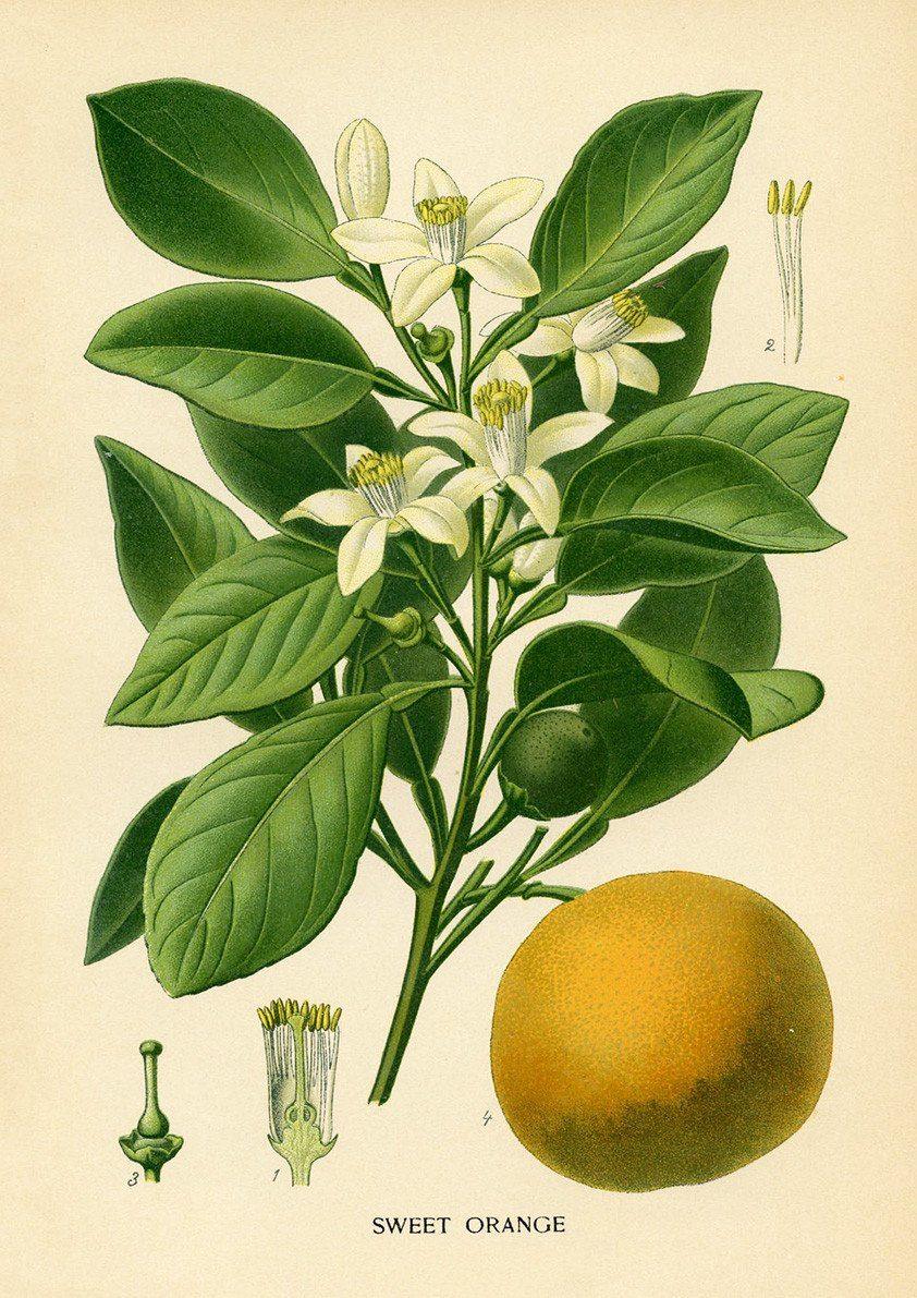 ORANGE TREE PRINT: Vintage Citrus Fruit Art - Pimlico Prints