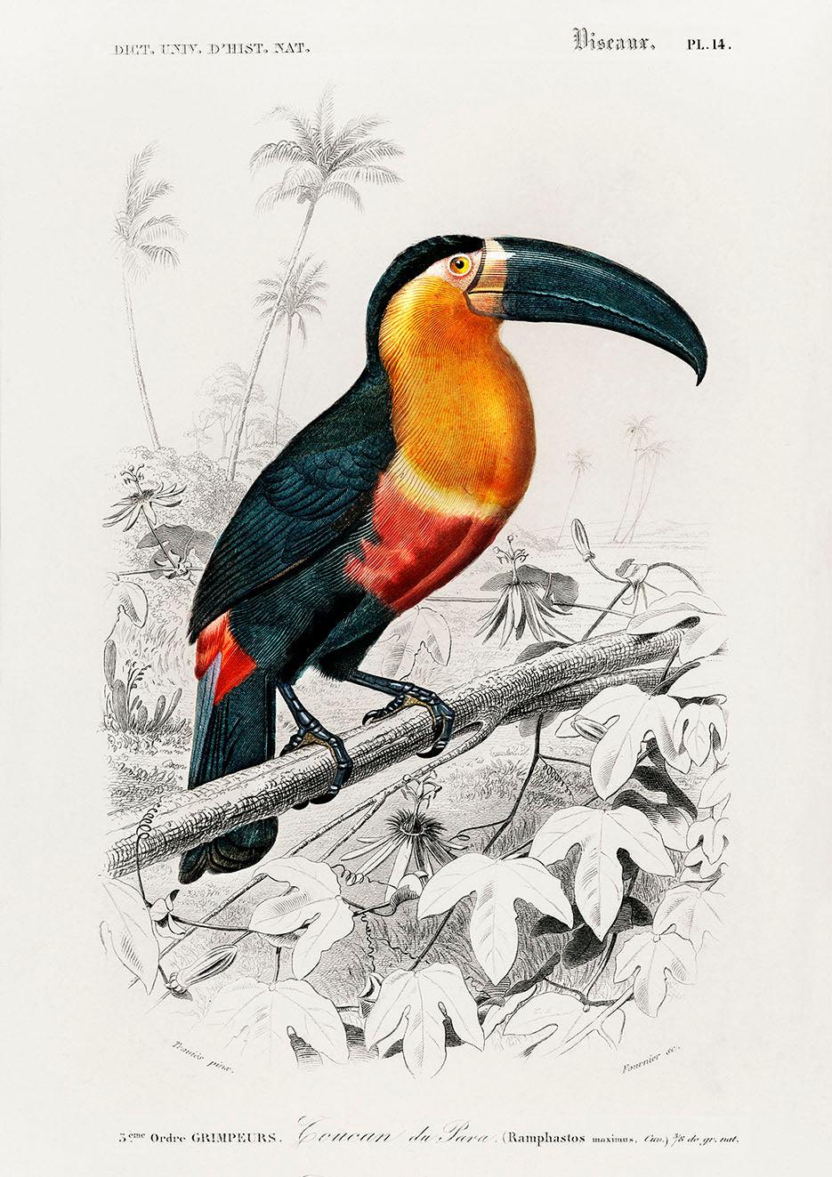 TOUCAN PRINT: Vintage Bird Art Illustration - Pimlico Prints