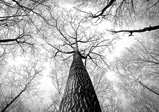 TREE BRANCHES: Black and White Photography Print - Pimlico Prints