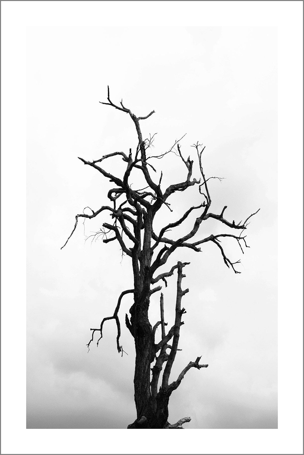 TREE IN WINTER PRINT: Black and White Nature Art - Pimlico Prints