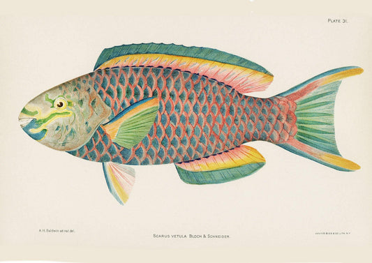 TROPICAL FISH PRINT: Pink and Green Queen Parrot Fish by Henry Baldwin - Pimlico Prints