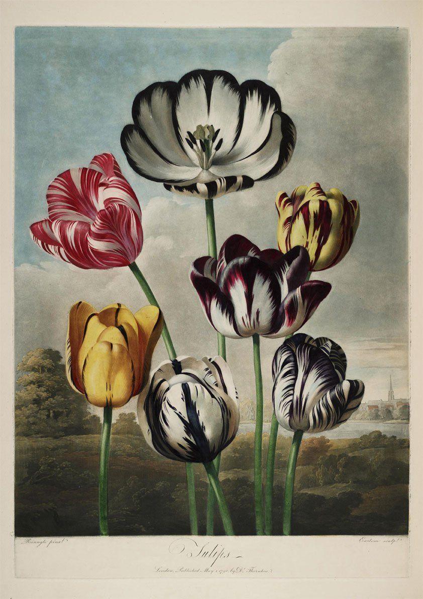 TULIPS PRINT: Robert Thornton Flower Art - Pimlico Prints