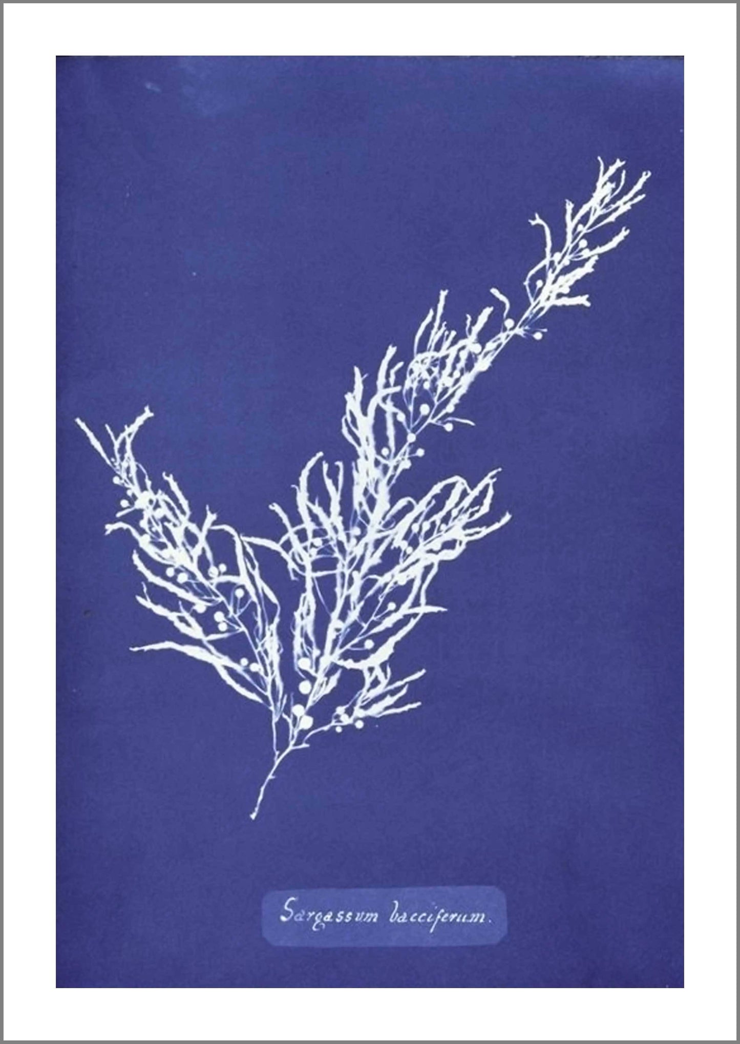BOTANICAL ART PRINTS: Vintage Blue Algae Cyanotypes by Anna Atkins - Pimlico Prints