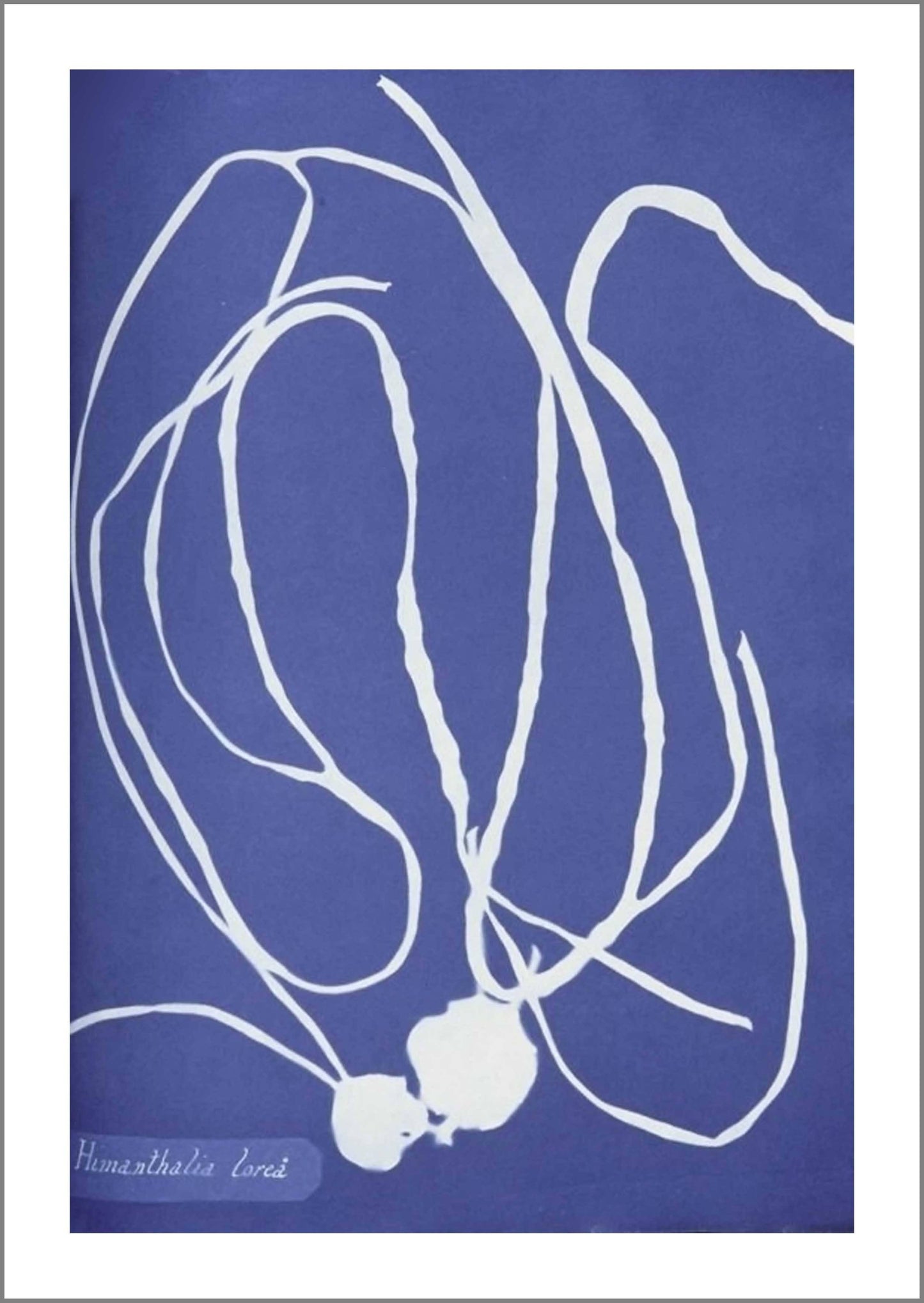 BOTANICAL ART PRINTS: Vintage Blue Algae Cyanotypes by Anna Atkins - Pimlico Prints
