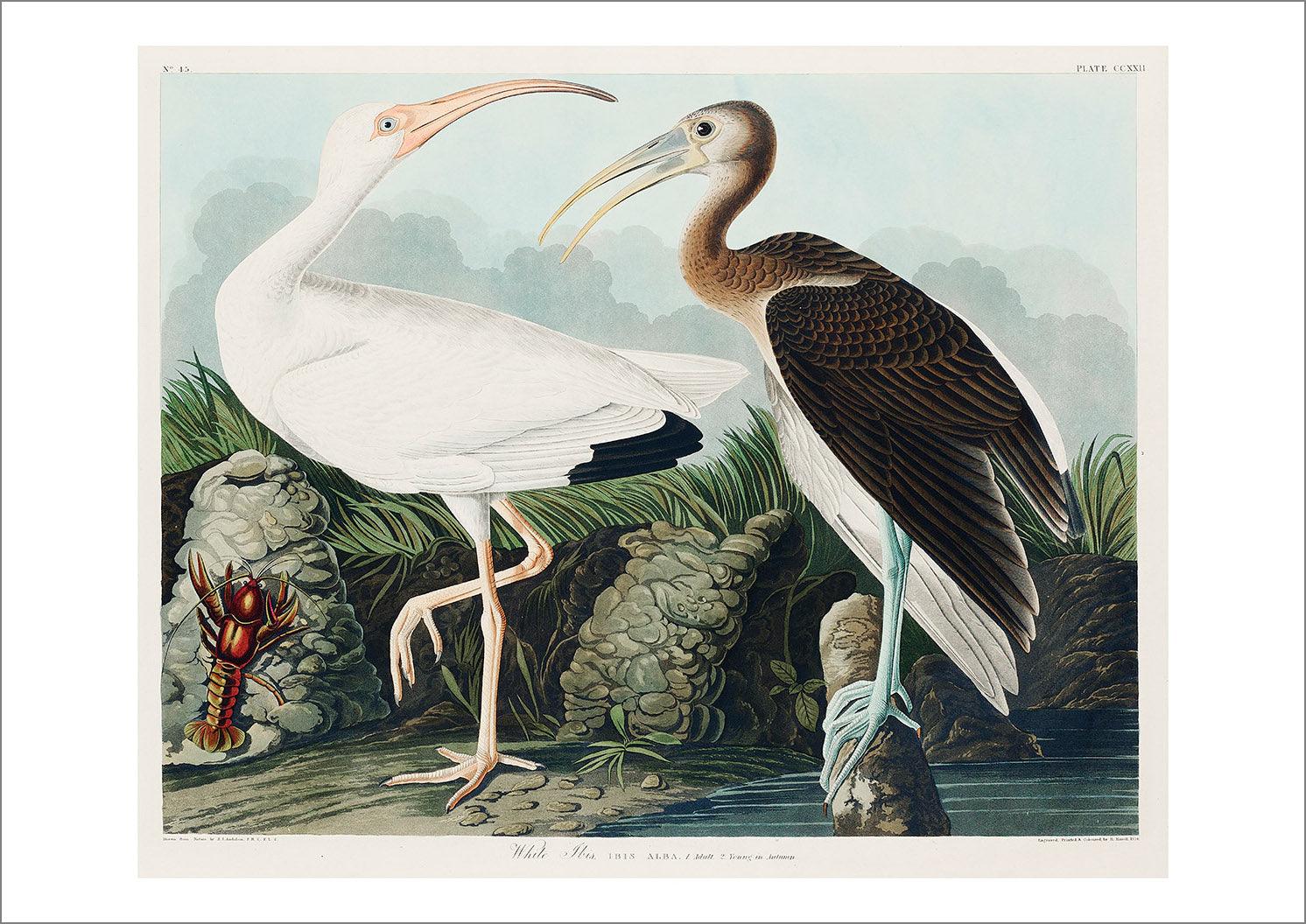 WHITE IBIS PRINT: Audubon Birds of America Art Illustration - Pimlico Prints