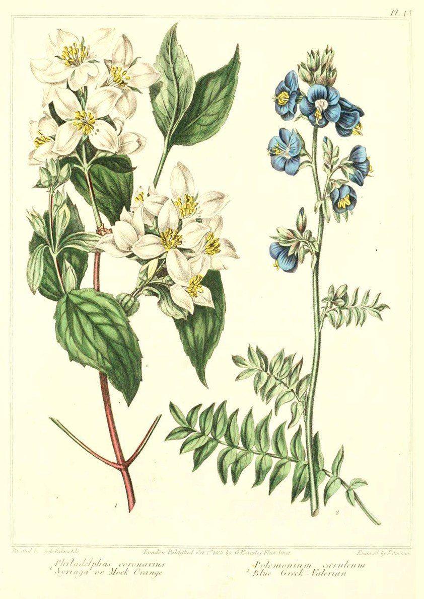 WHITE FLOWER PRINT: Vintage Floral Art Illustration - Pimlico Prints