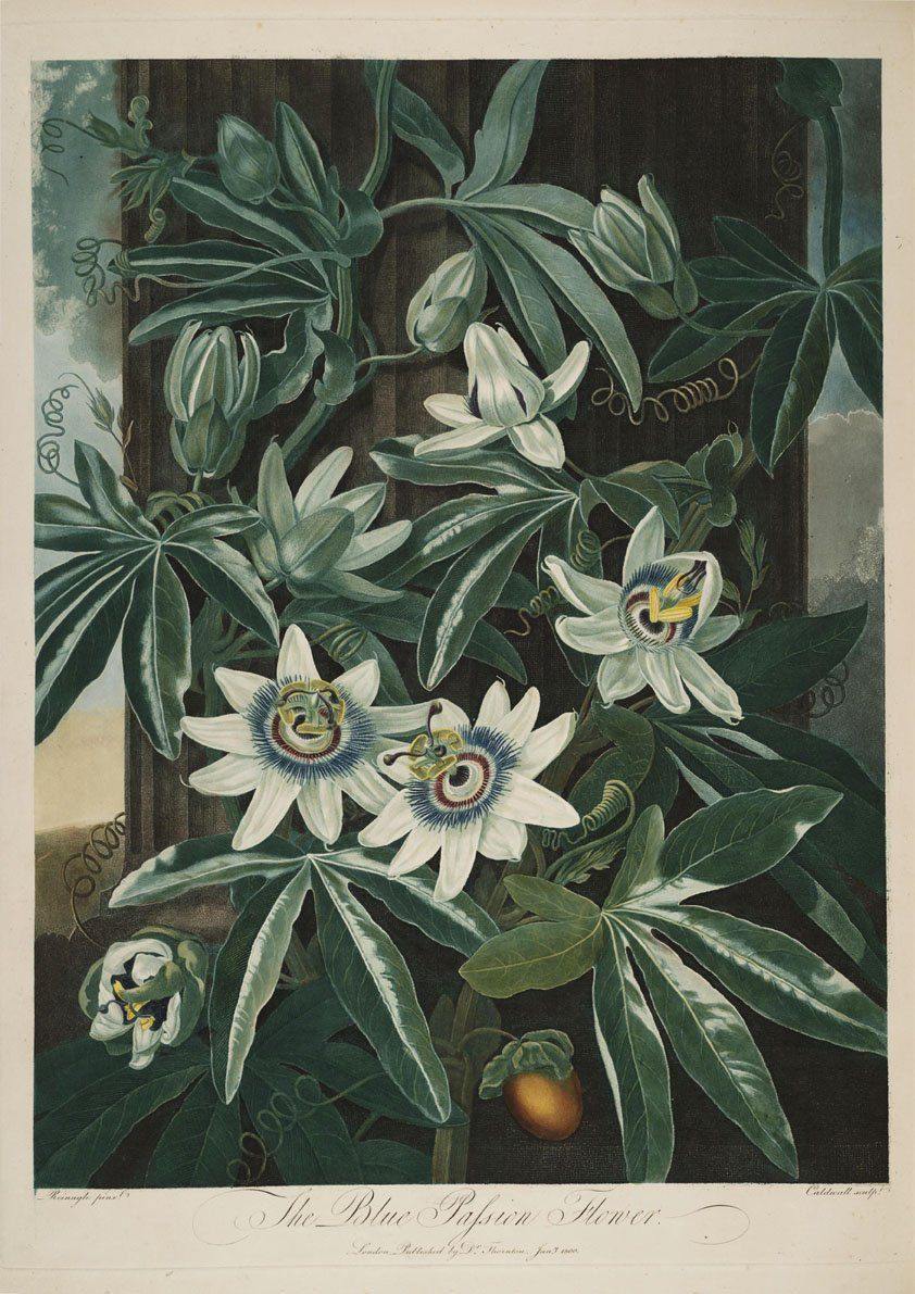 BLUE PASSION FLOWER PRINT: Robert Thornton Art - Pimlico Prints