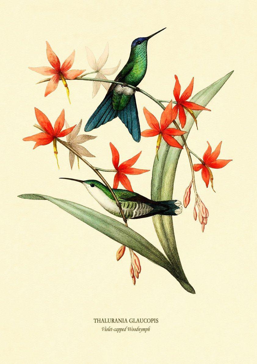 WOODNYMPH PRINT: Vintage Bird and Flower Art - Pimlico Prints
