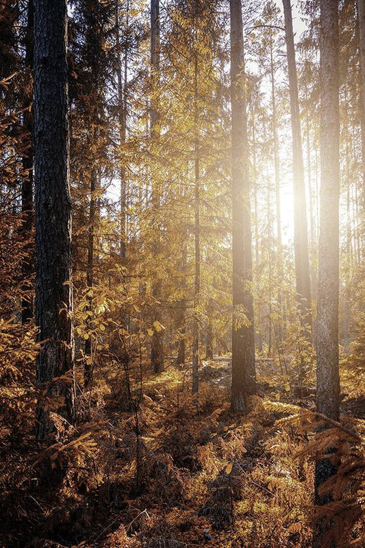YELLOW FOREST PRINT: Trees in Sunlight Photo Art - Pimlico Prints