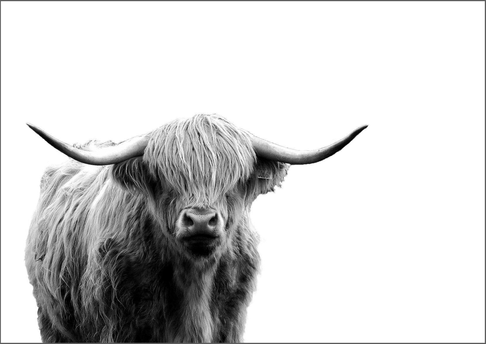 HIGHLAND COW: Scottish Cattle Photography Print - Pimlico Prints