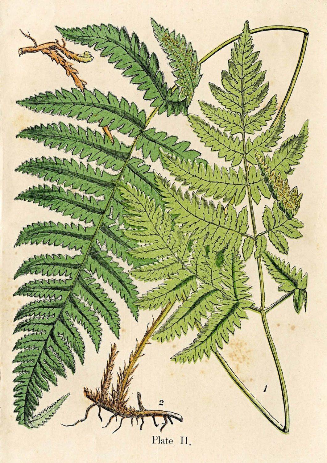 FERNS PRINT: Vintage Botanical Art Illustration - Pimlico Prints
