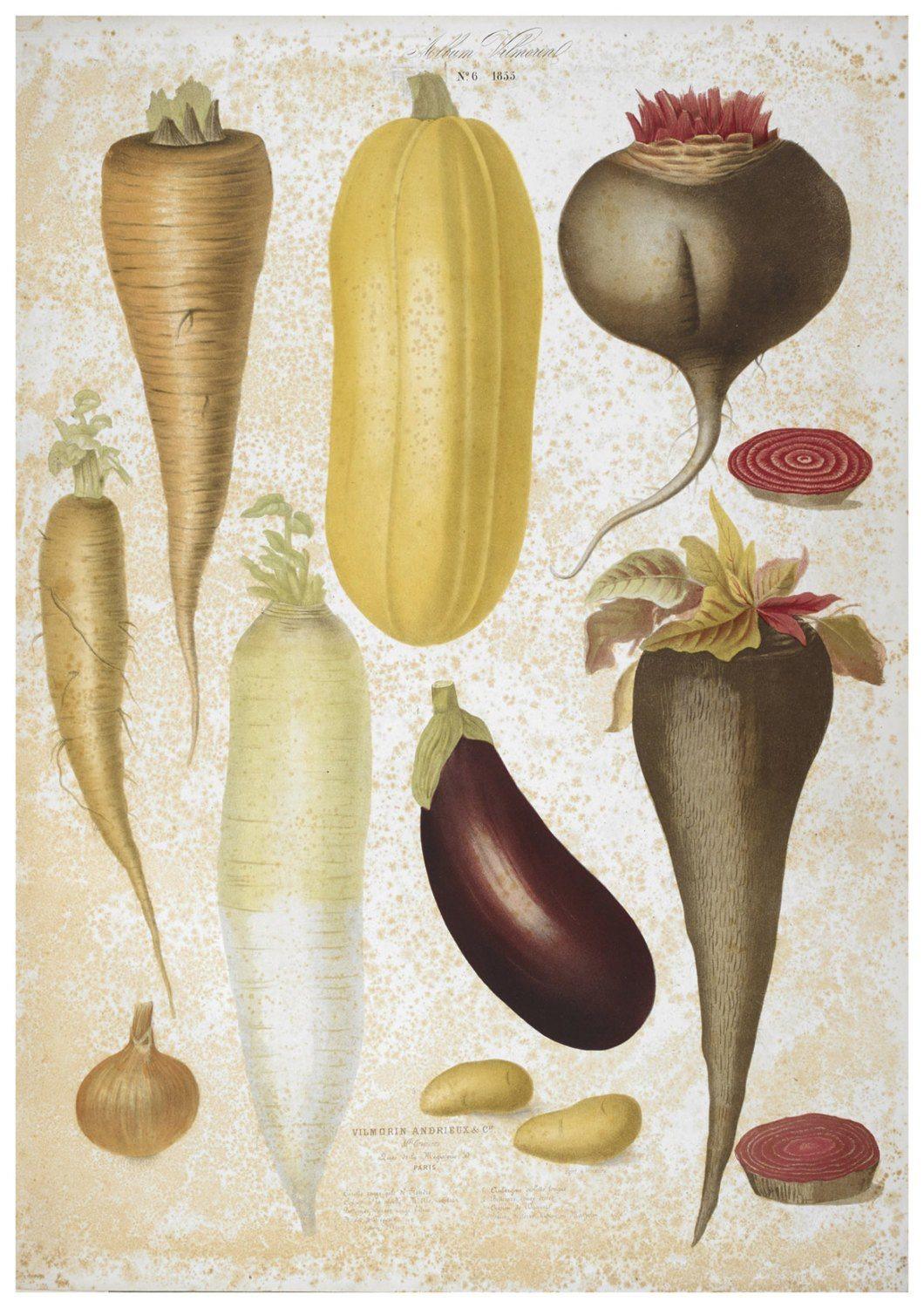 VEGETABLES PRINT: Aubergine, Corn, Parsnip, Leek Art - Pimlico Prints