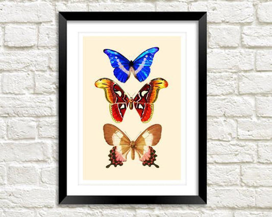 BUTTERFLIES PRINT: Vintage Art Illustration - Pimlico Prints