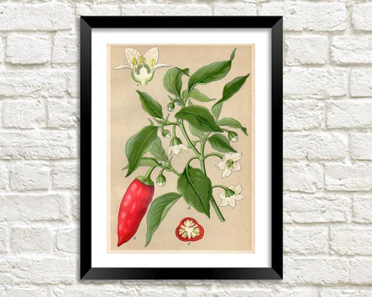 RED CHILI PRINT: Vintage Hot Pepper Plant Art - Pimlico Prints