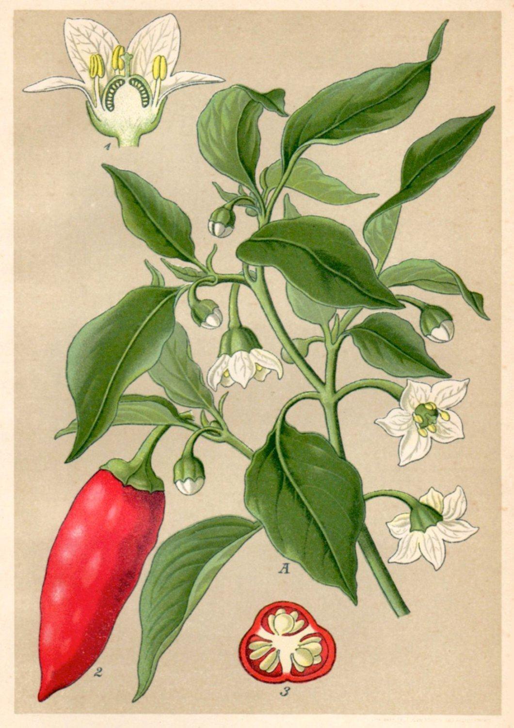 RED CHILI PRINT: Vintage Hot Pepper Plant Art - Pimlico Prints