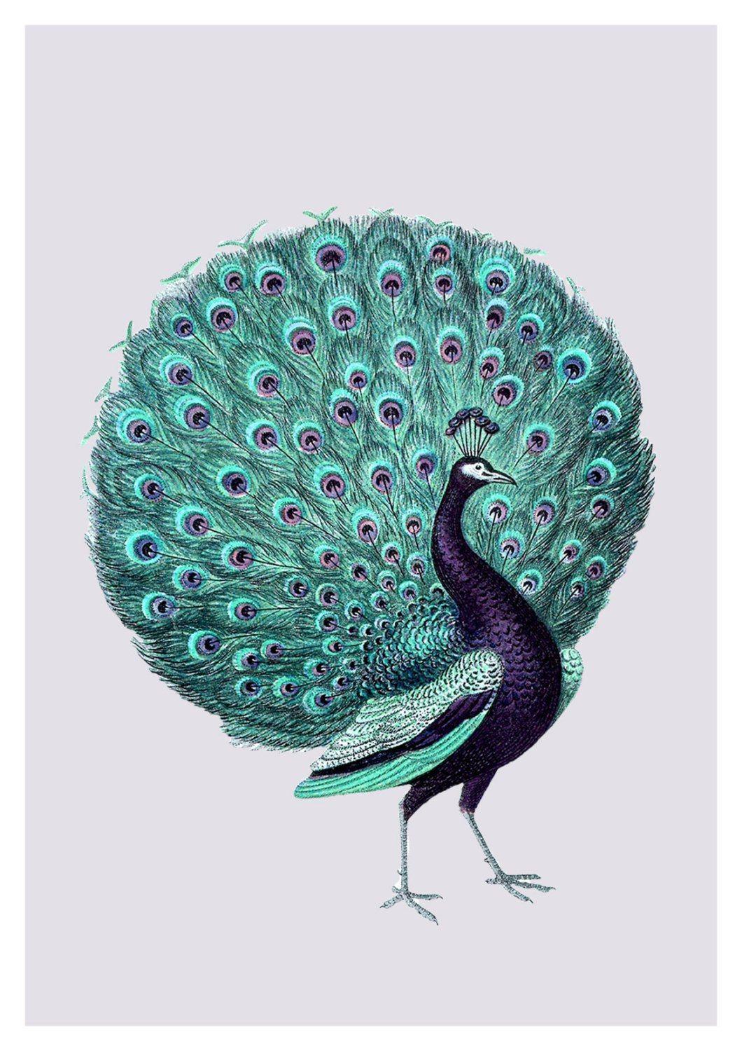 PURPLE PEACOCK PRINT: Vintage Turquoise Bird Art - Pimlico Prints