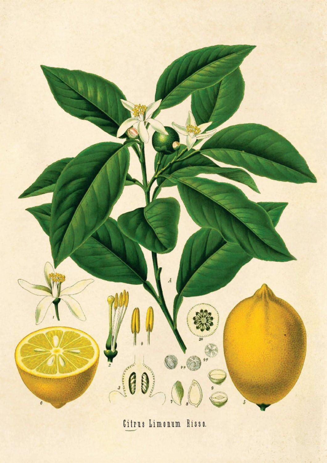 LEMON TREE PRINT: Vintage Botanical Yellow Fruit Art - Pimlico Prints