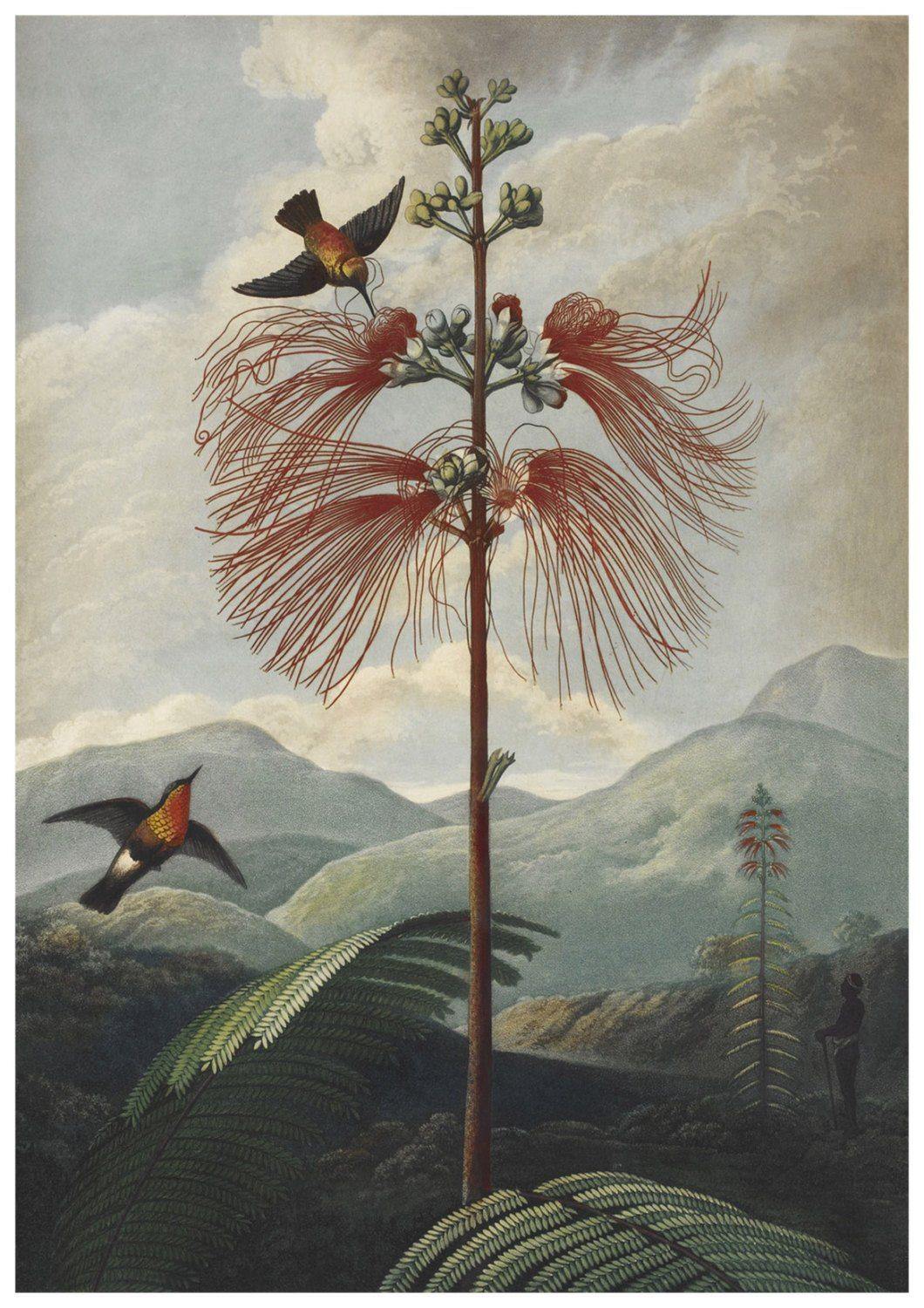 BIRD LANDSCAPE PRINT: Robert Thornton Illustration - Pimlico Prints