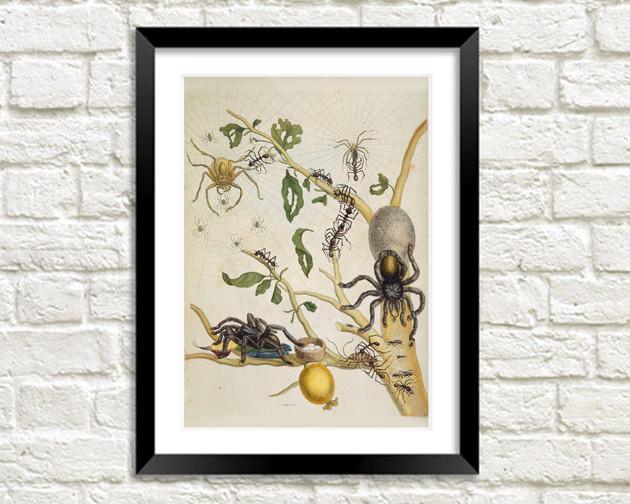 SPIDER ART PRINT: Vintage Insect Illustration - Pimlico Prints