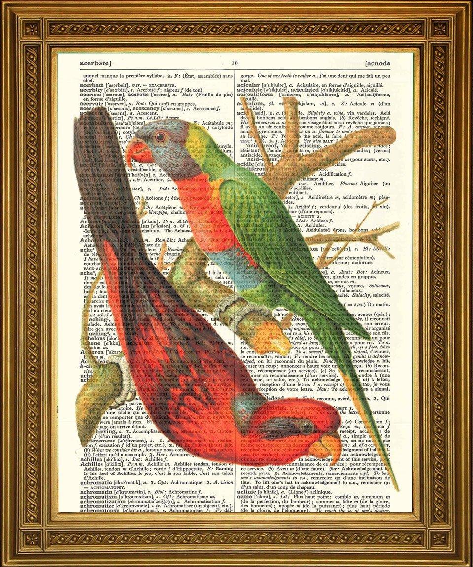 BUDGIE BIRDS: Vintage Dictionary Art Print - Pimlico Prints