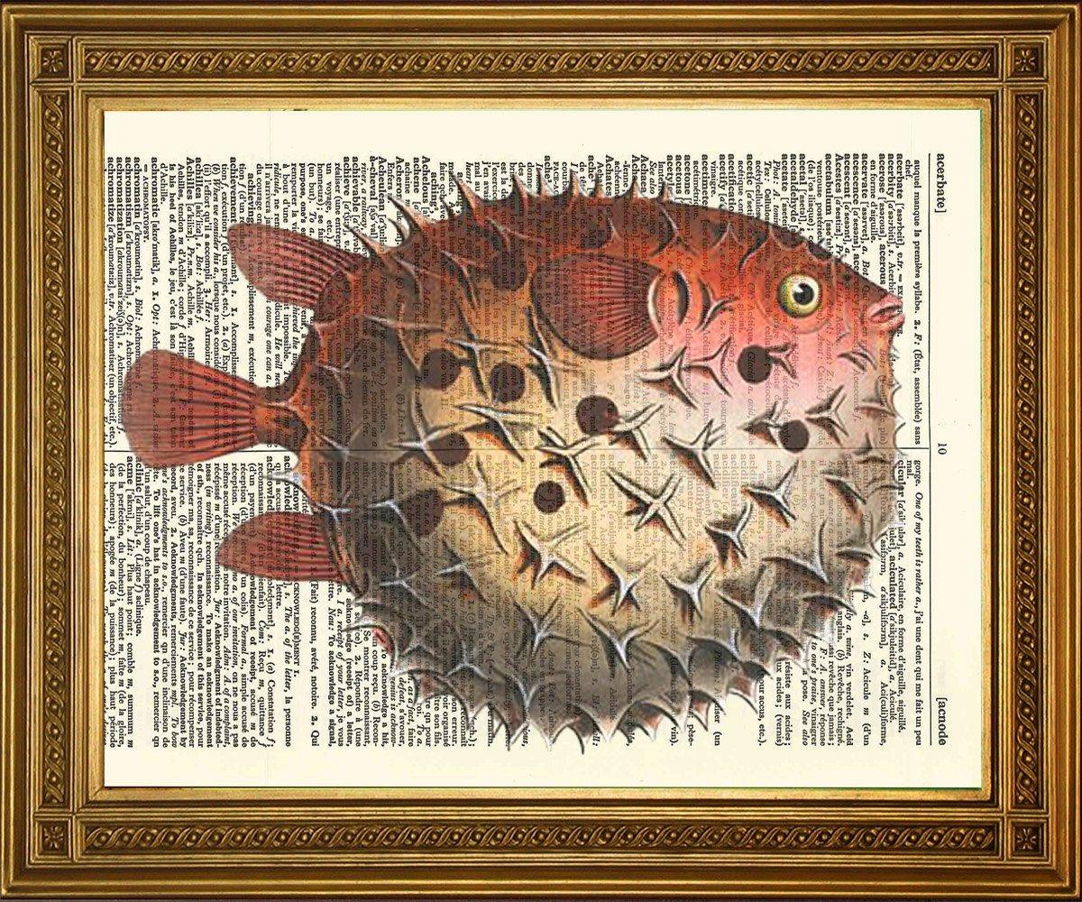 PINK PUFFER FISH: Dictionary Art Illustration Print - Pimlico Prints