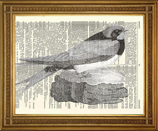 NESTING SWALLOW: Bird Dictionary Art Print - Pimlico Prints