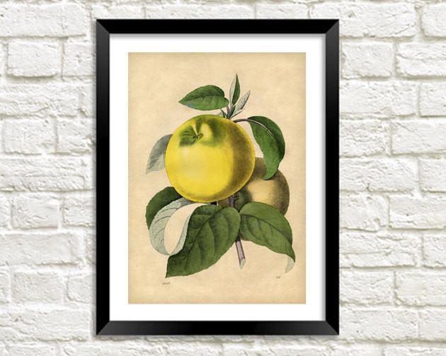 APPLE ART PRINT: Vintage Fruit Illustration - Pimlico Prints
