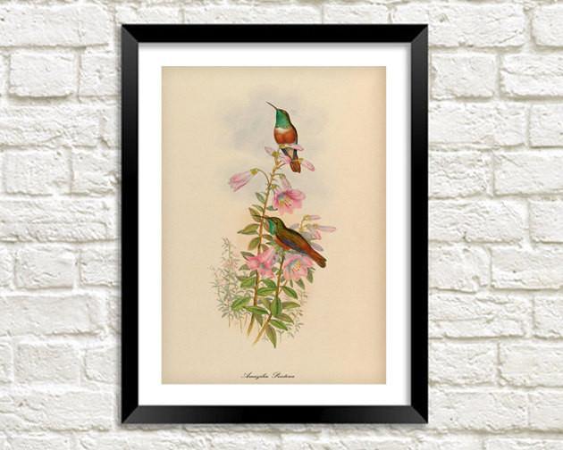 BIRDS ON FLOWERS PRINT: Vintage Garden Art Illustration - Pimlico Prints
