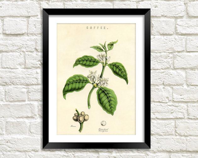 COFFEE PLANT PRINT: Vintage Caffeine Art Illustration Wall Hanging - Pimlico Prints