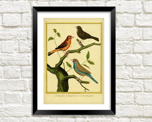 BIRDS PRINT: Vintage Oiseaux Gravures Art - Pimlico Prints