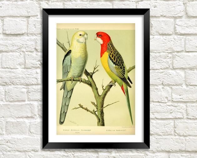 PARROTS PRINT: Vintage Bird Art Illustration - Pimlico Prints