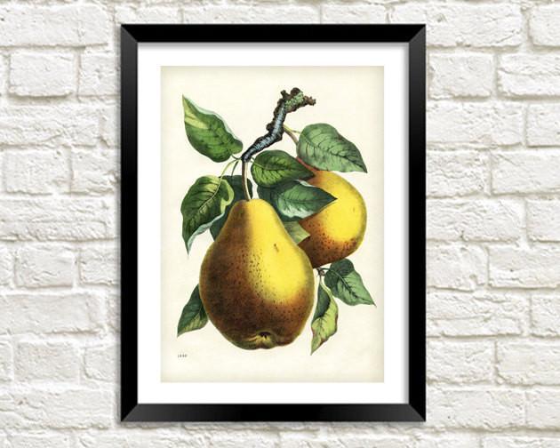PEARS PRINT: Vintage Tree Fruit Art Illustration - Pimlico Prints