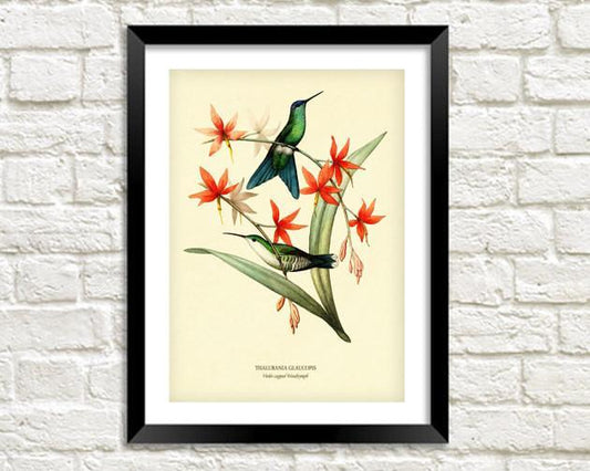 WOODNYMPH PRINT: Vintage Bird and Flower Art - Pimlico Prints