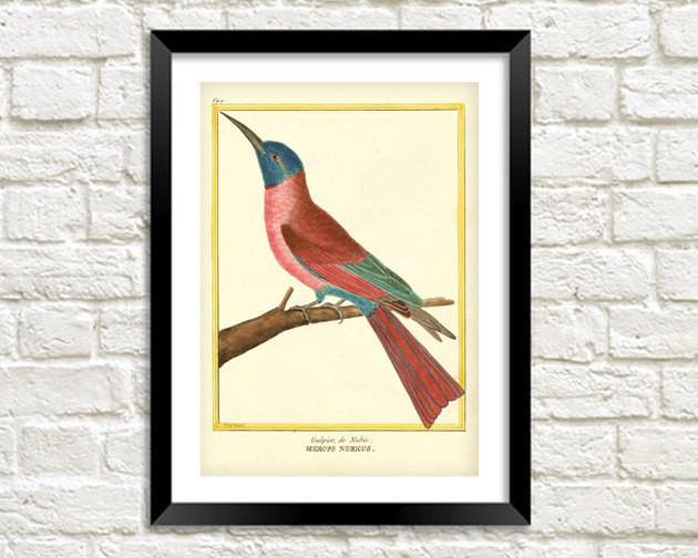 HUMMING BIRD PRINT: Vintage Martinet Bird Art - Pimlico Prints