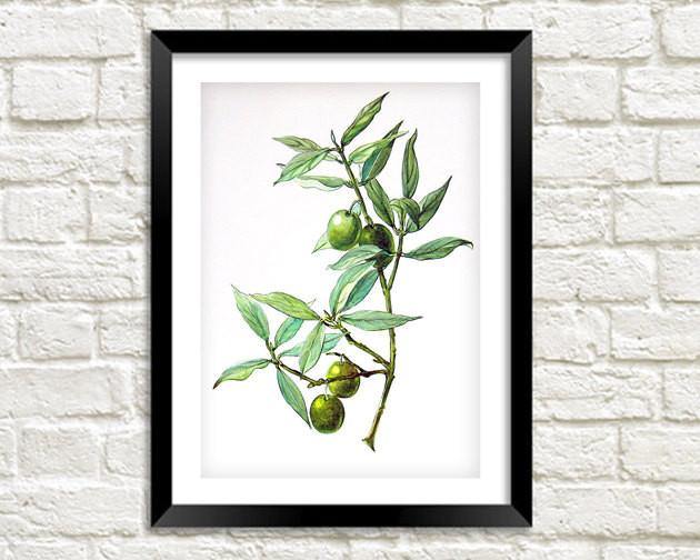 GREEN OLIVES PRINT: Vintage Olive Art Illustration Wall Hanging - Pimlico Prints