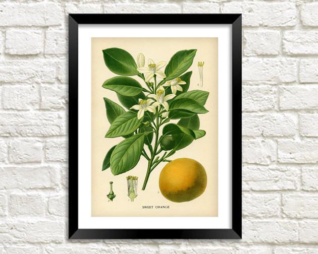 ORANGE TREE PRINT: Vintage Citrus Fruit Art - Pimlico Prints