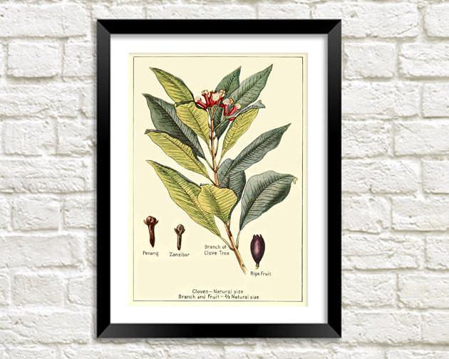 CLOVES PRINT: Vintage Spice Plant Art Illustration - Pimlico Prints
