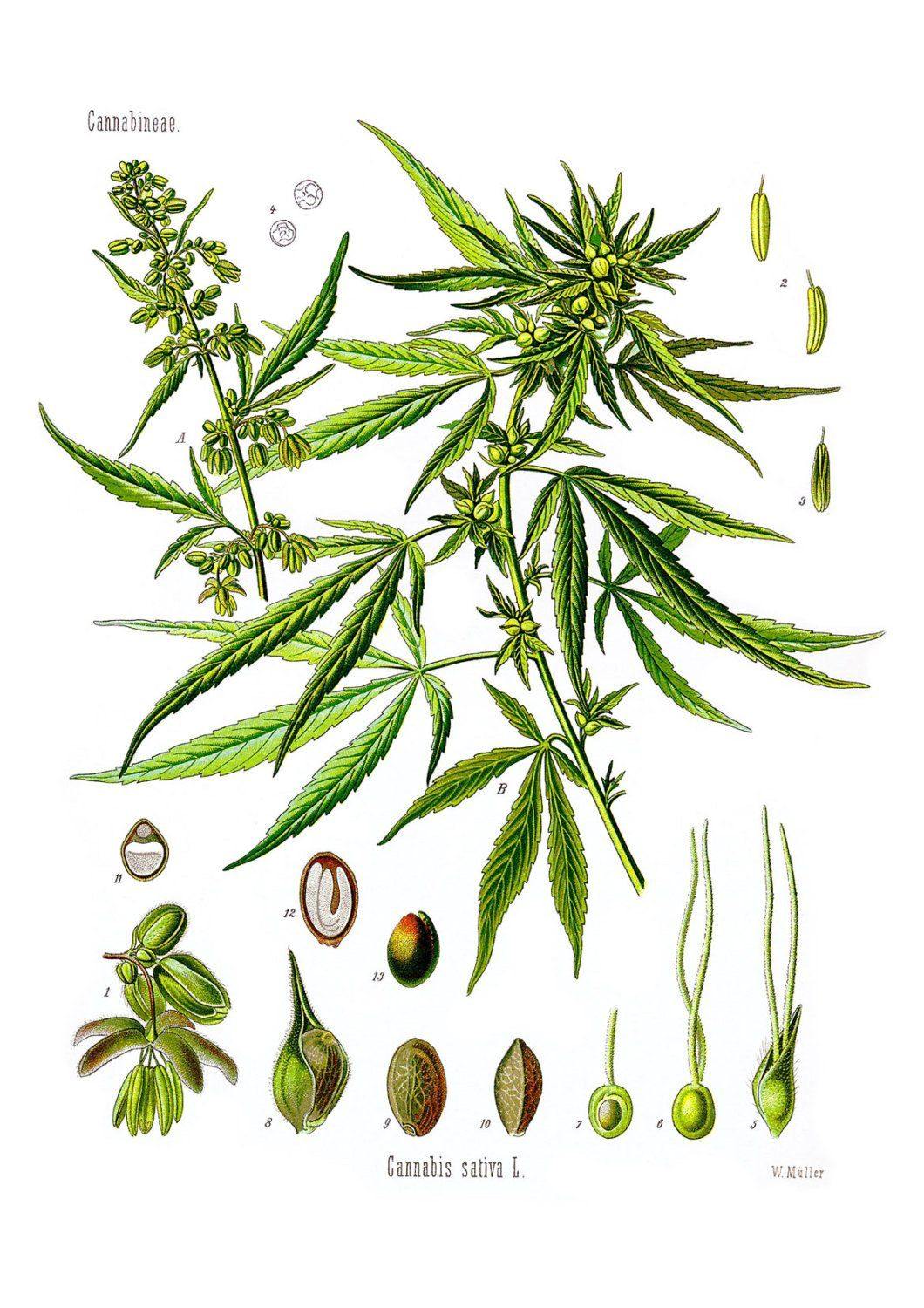 HEMP ART PRINT: Vintage Cannabis Plant Illustration - Pimlico Prints