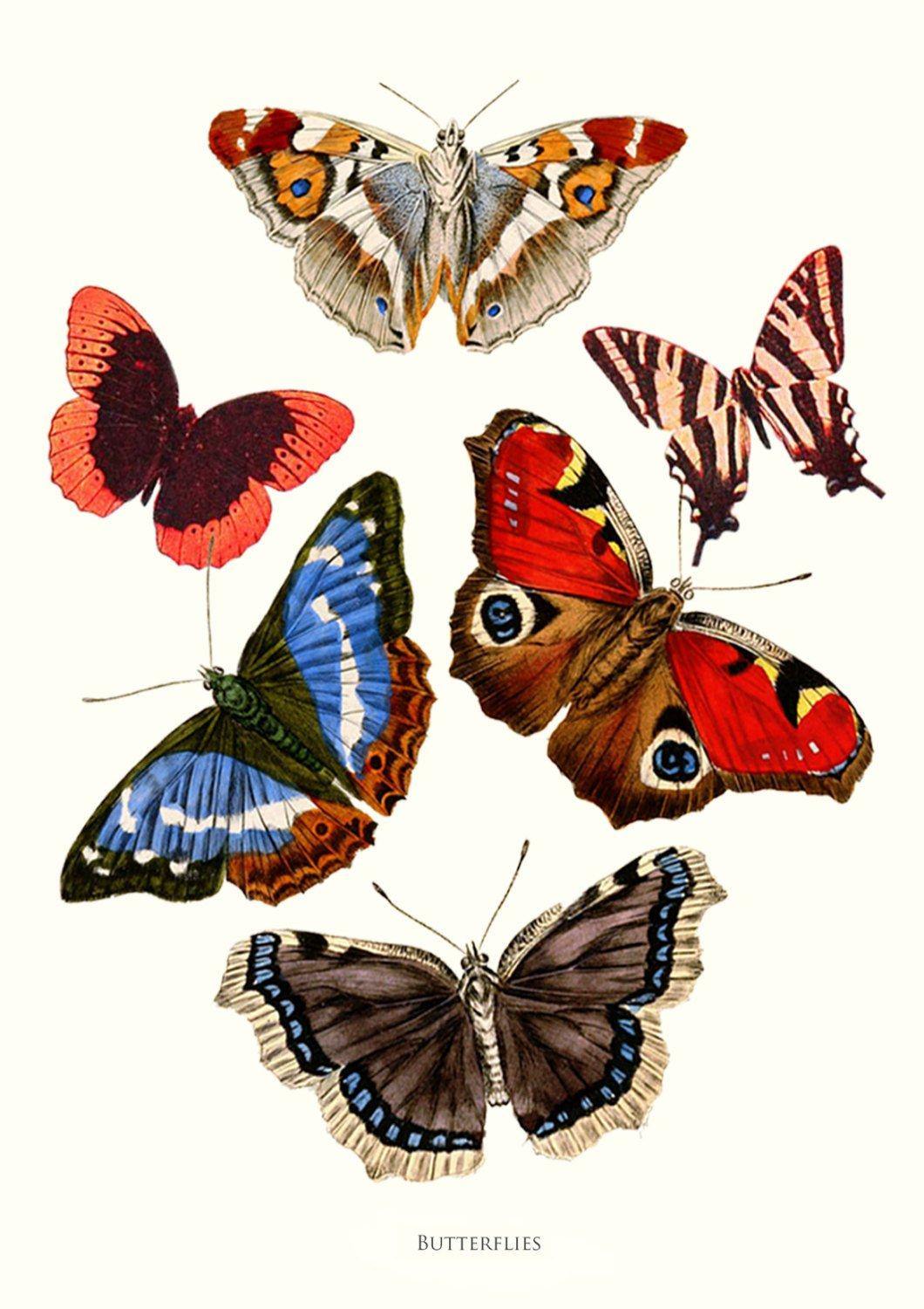BUTTERFLY ART PRINT: Vintage Garden Butterflies - Pimlico Prints