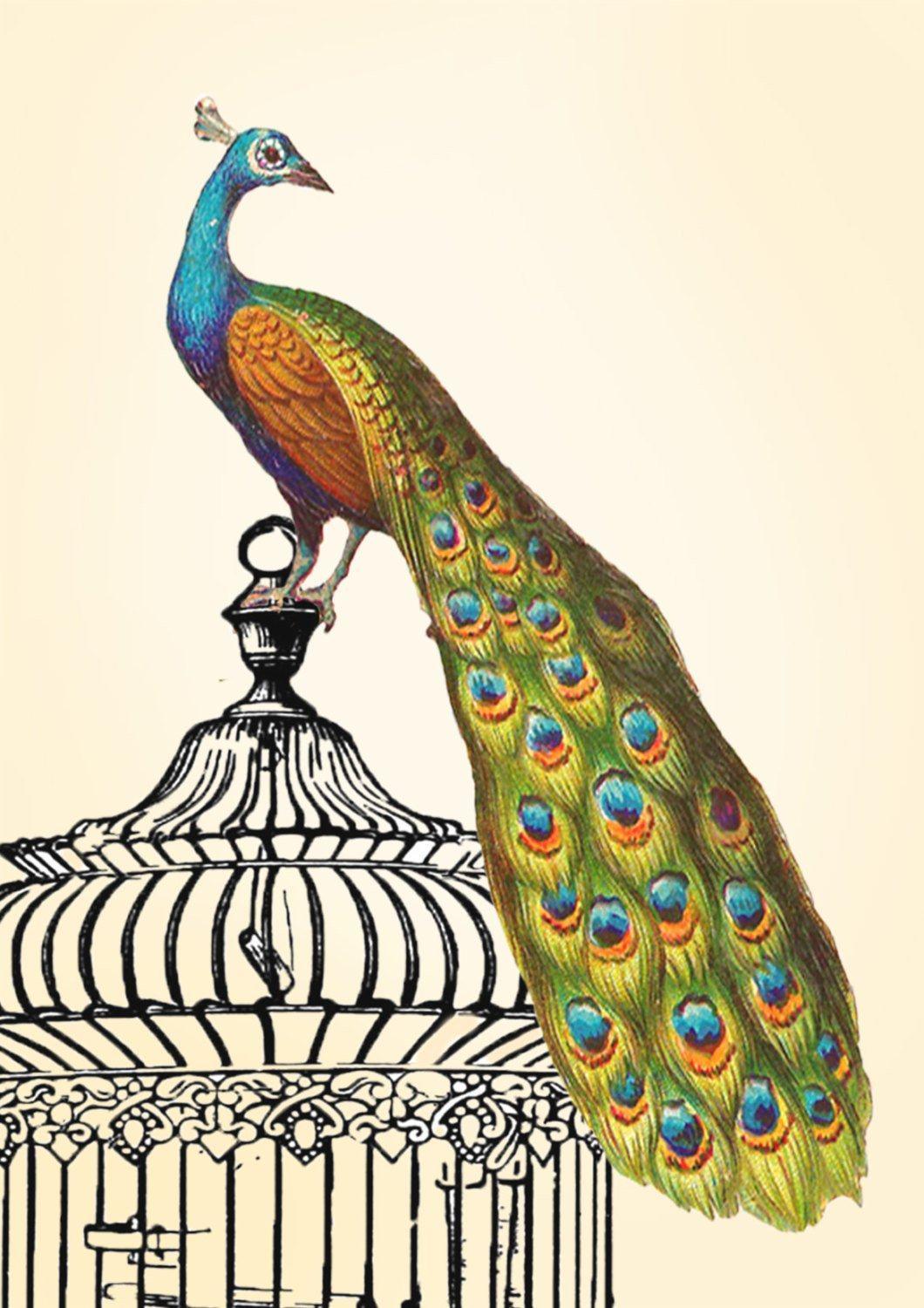 PEACOCK ART PRINT: Vintage Green Bird on Cage - Pimlico Prints