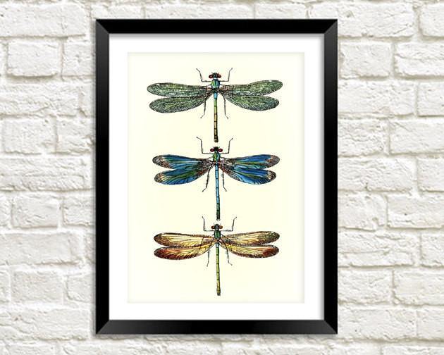 DRAGONFLIES ART PRINT: Vintage Dragonfly Illustration - Pimlico Prints