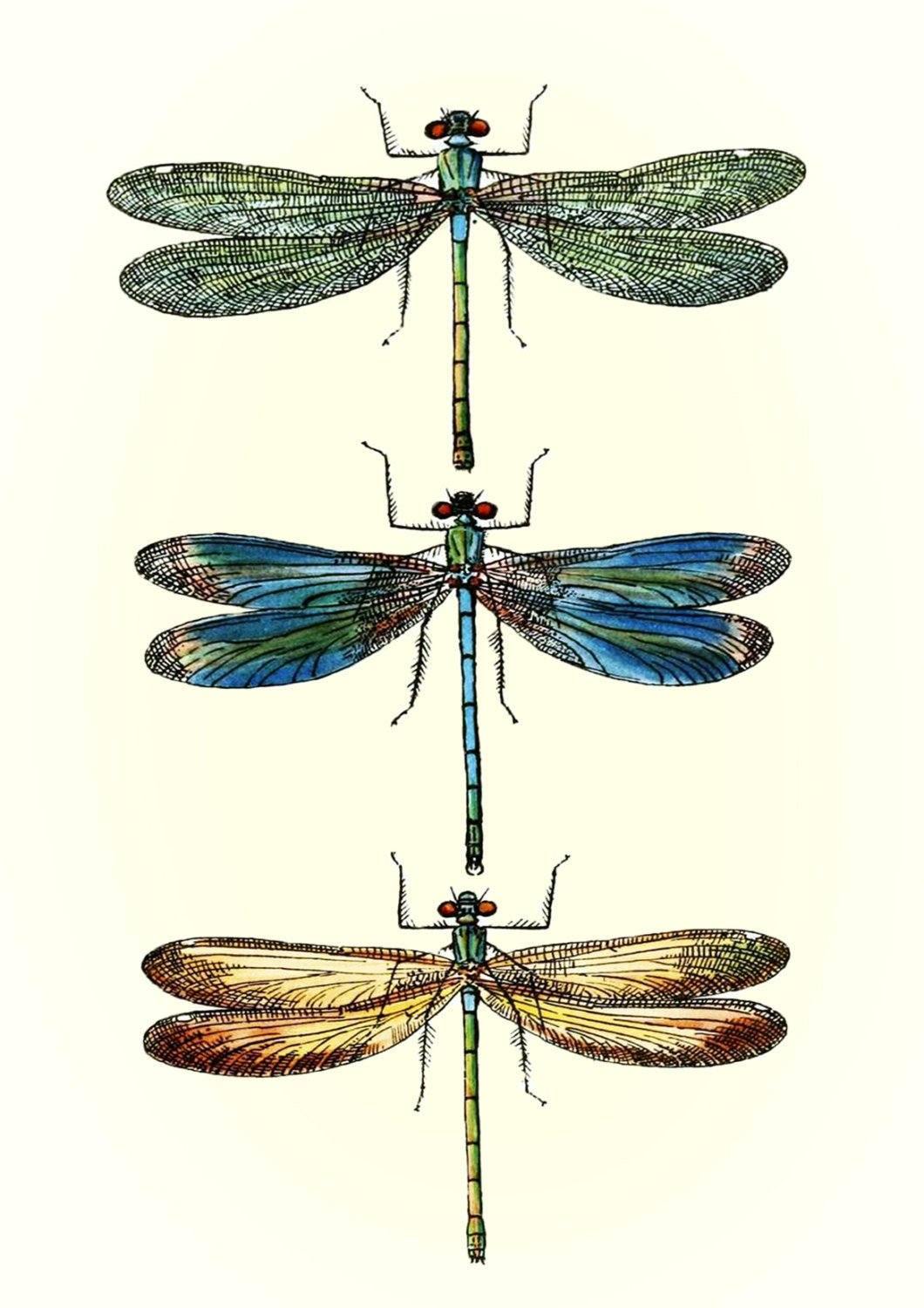 DRAGONFLIES ART PRINT: Vintage Dragonfly Illustration - Pimlico Prints