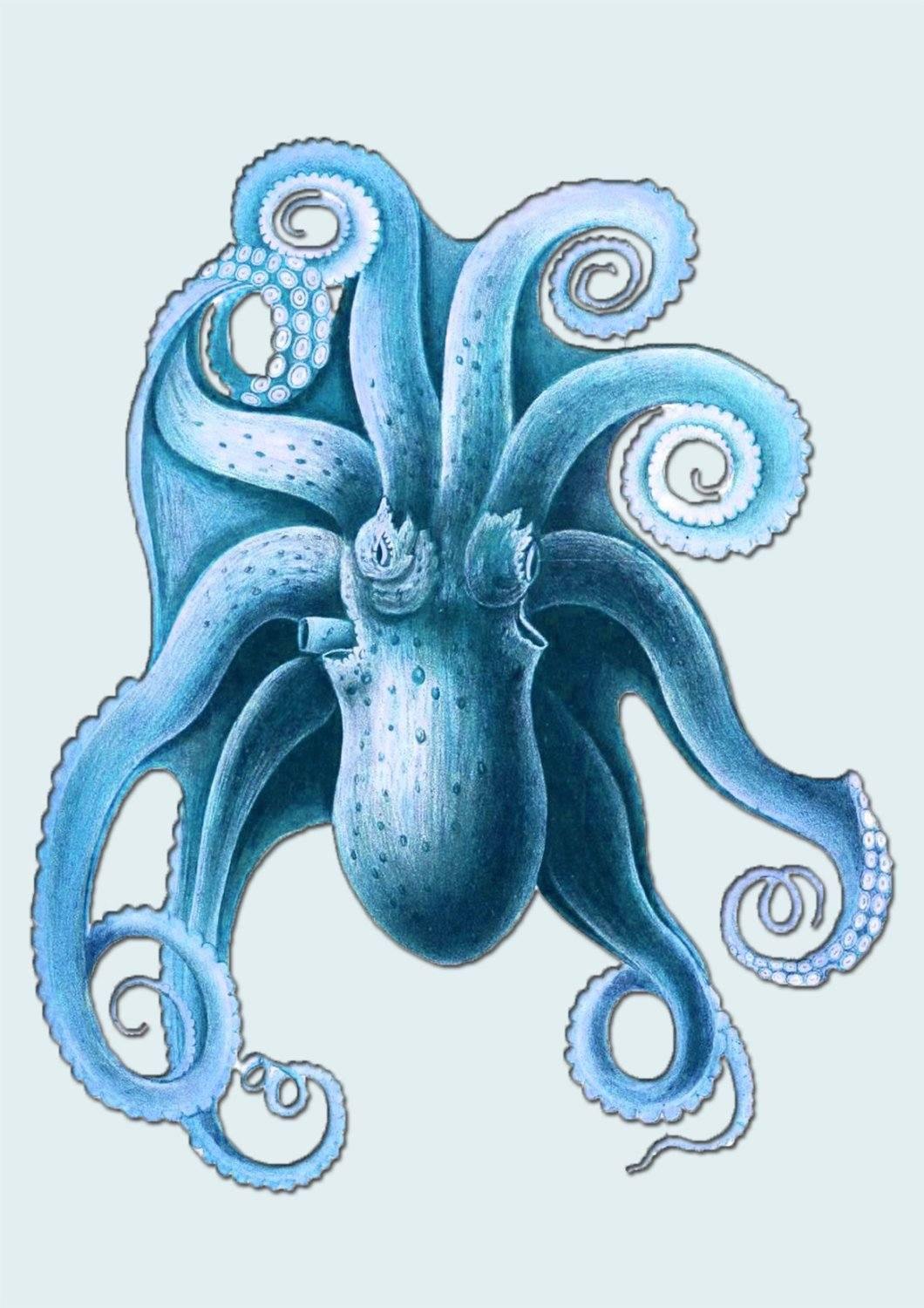 BLUE OCTOPUS PRINT: Vintage Sea Life Art - Pimlico Prints