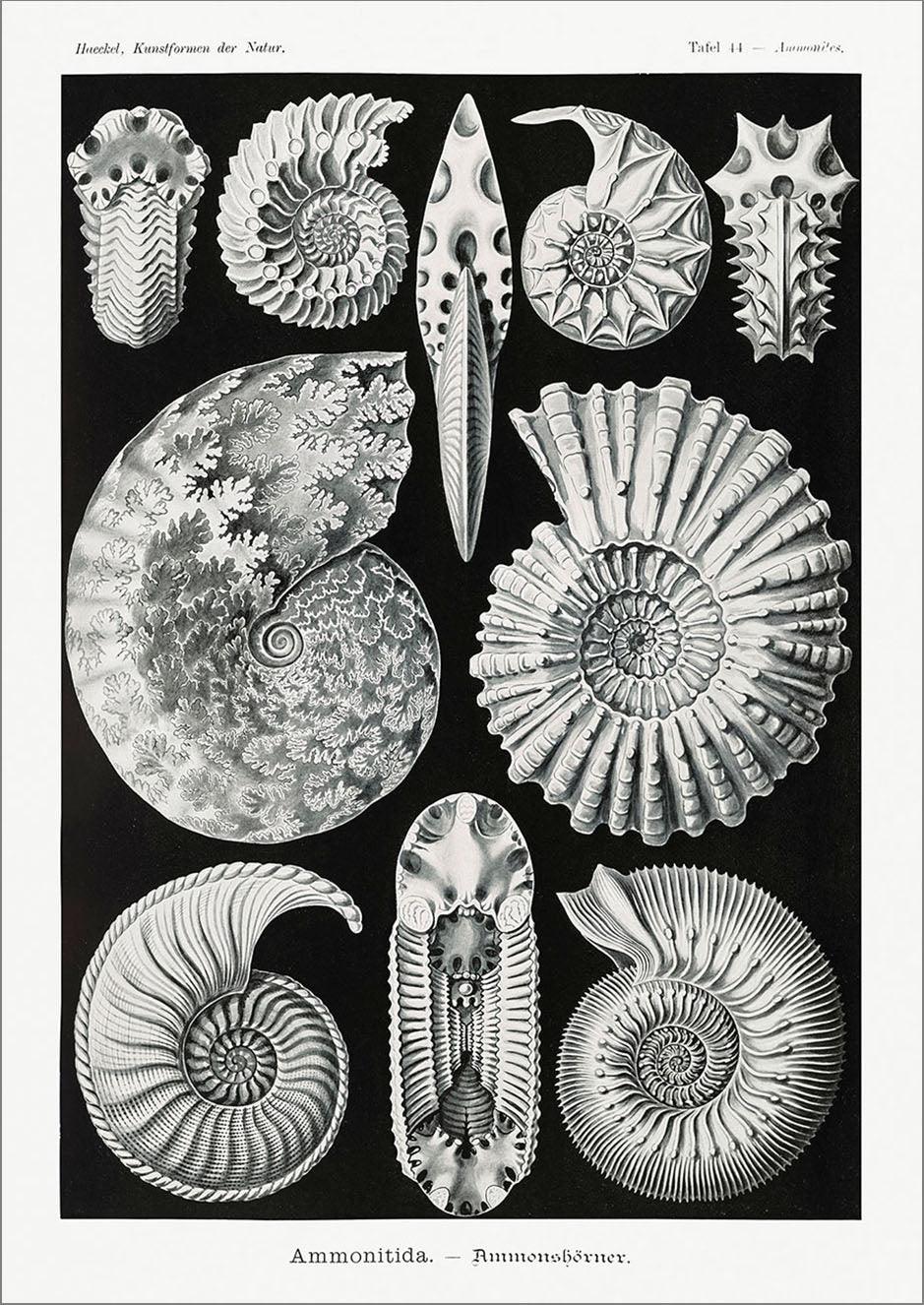 AMMONITE & LICHEN PRINTS: Vintage Artforms of Nature by Ernst Haeckel - Pimlico Prints